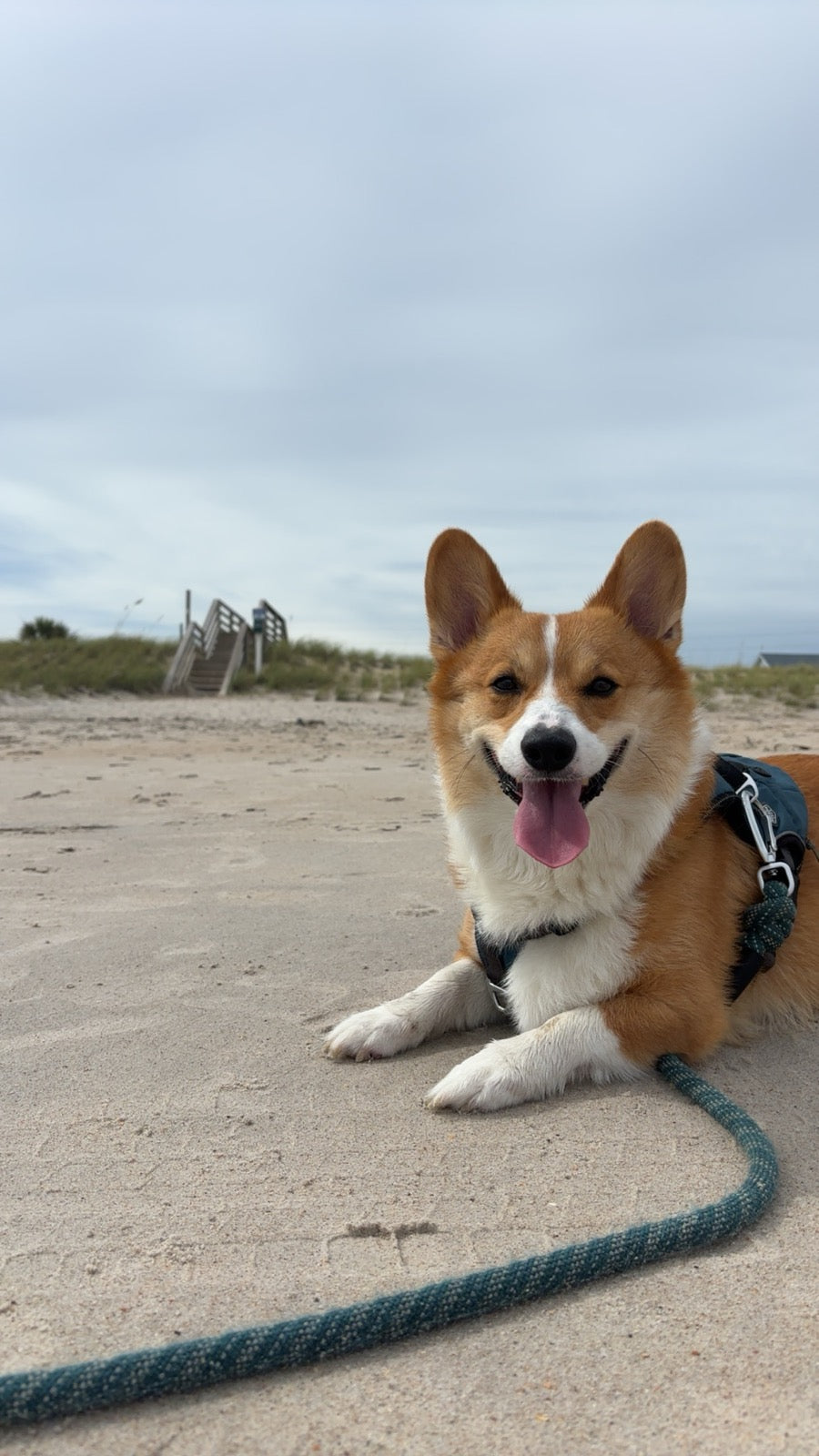 Cooper the corgi