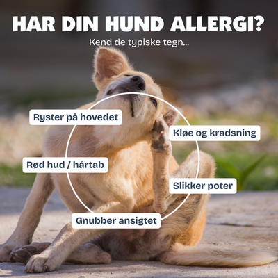 [da] Dog scratching with text about dog allergies in Danish