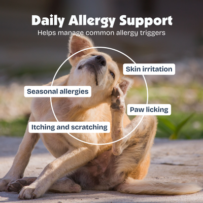 [en] Dog scratching itself with text overlay about daily allergy support for skin irritation, seasonal allergies, paw licking, and itching.