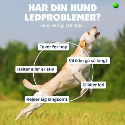[da] Dog running on grass with text about common signs of joint problems