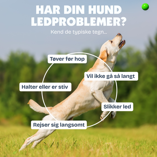 [da] Dog running on grass with text about common signs of joint problems