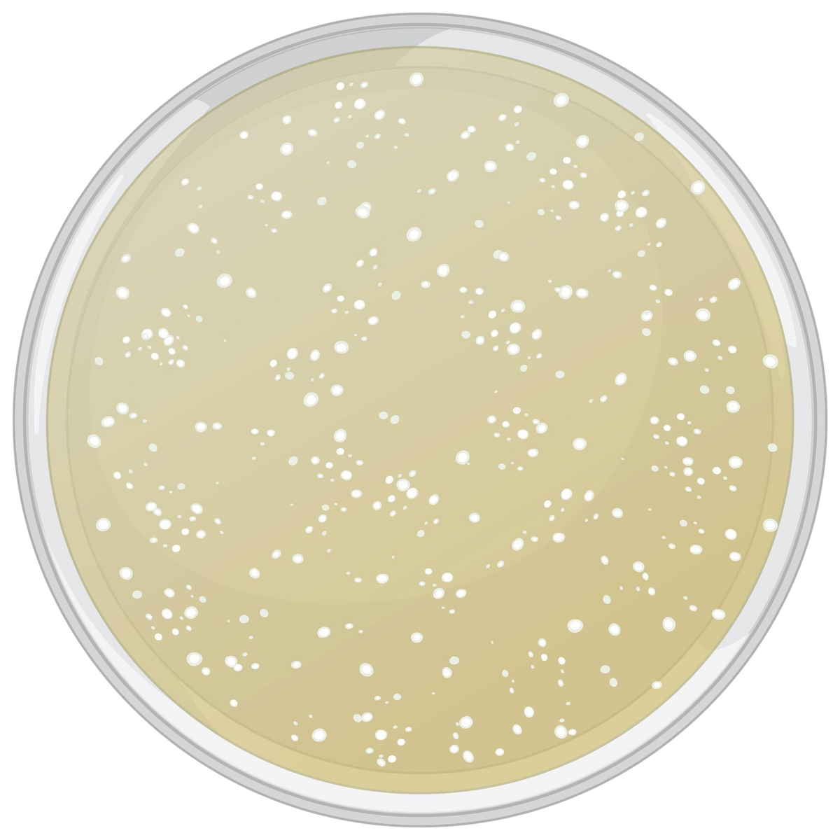 Prebiotisk & Probiotisk Kompleks