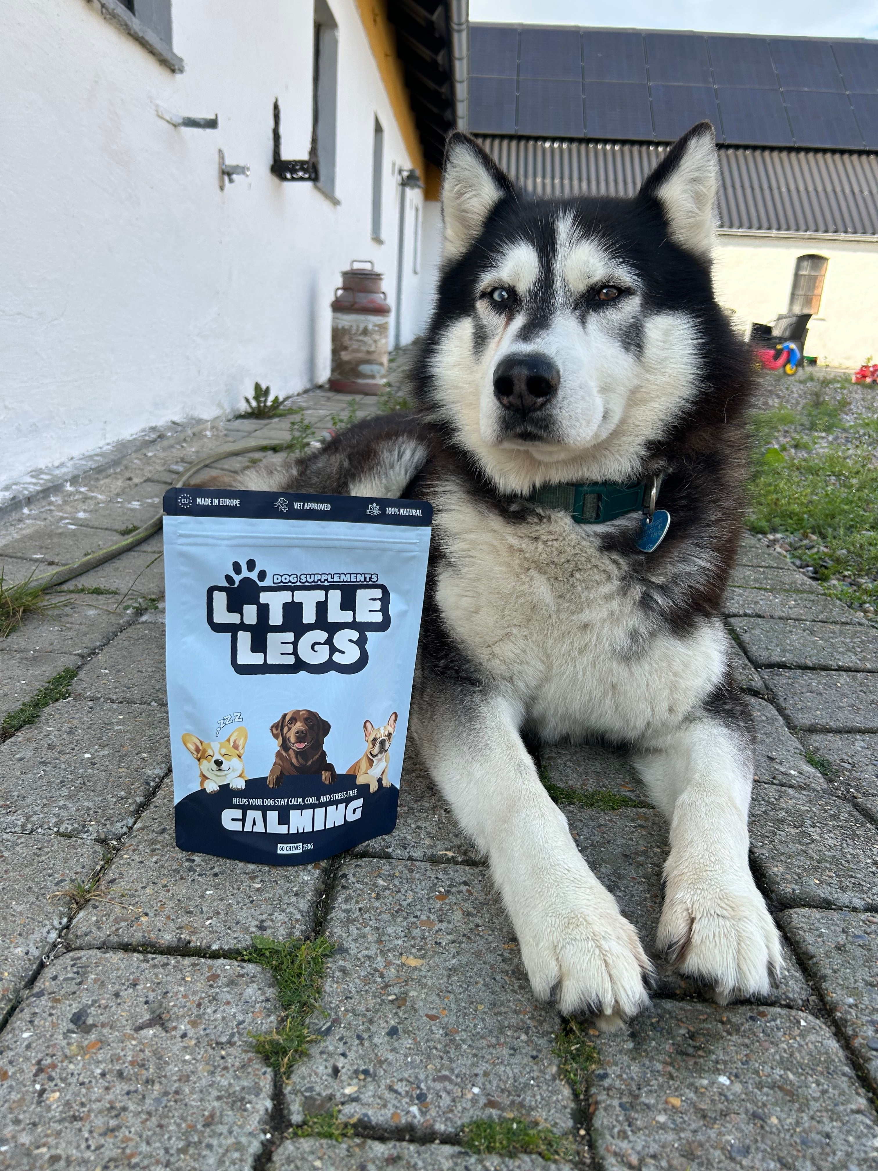 Customer dog photo
